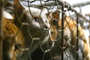 Ăn thịt mèo, cuộc bàn cãi về mức độ an toàn