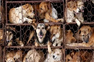 4 nhóm tình trạng sức khỏe không nên ăn thịt chó