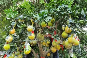 70 triệu 1 cây bưởi kiểng trưng tết tại TP.HCM