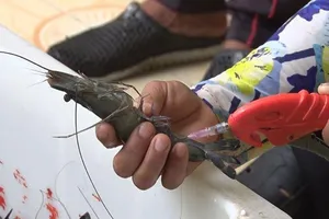 Ăn nhầm phải tôm bơm hóa chất, cơ thể sẽ bị gì?