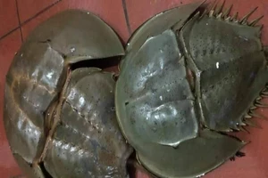 Nhận biết sam biển và so biển để tránh ngộ độc thực phẩm