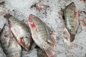 Mẹo phân biệt cá tươi đông lạnh và cá ươn?