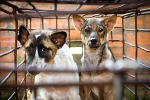 Kiến nghị chấm dứt hoạt động mua bán, giết mổ thịt chó mèo