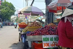 Mận khổng lồ Trung Quốc 'đội lốt' mận Việt Nam