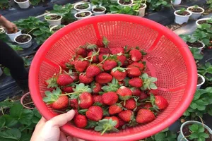 Cách nhận biết dâu tây Đà Lạt và dâu tây Trung Quốc