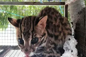 Yêu cầu trả động vật hoang dã về nơi xuất khẩu