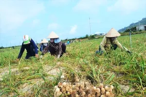 Mẹo nhỏ giúp người tiêu dùng mua đúng tỏi Lý Sơn