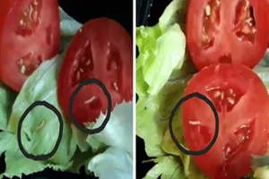 Thực phẩm có giòi, nguy hại ra sao?