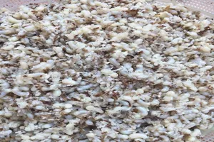 Cẩn trọng khi ăn đặc sản trứng kiến