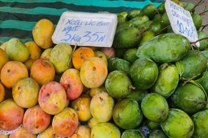 Xoài được mùa nhưng không được giá