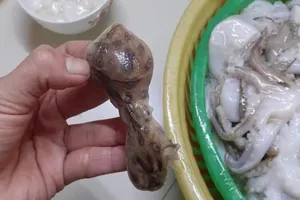 Loại bạch tuộc nào gây độc khi ăn phải?