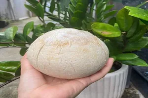 Uống nước dừa thời điểm nào là tốt nhất cho cơ thể?