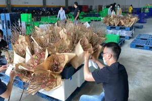 Bán cành đào tết, sàn thương mại điện tử chạy đua giao trong 2 giờ