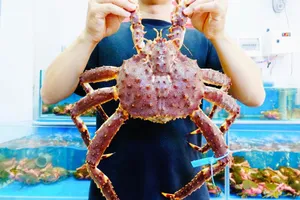 Chi 9 triệu đồng mua cua hoàng đế mang về quê biếu tặng