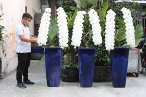  Hoa cúc khổng lồ, lan nữ hoàng 10 triệu/cành...ra chợ Tết