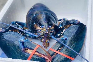 Độc đáo tôm hùm xanh hiếm có giá hơn 50 triệu/con