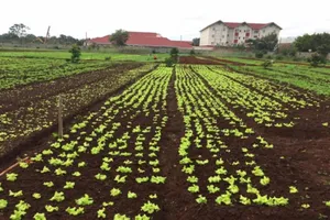 Làm sao để xuất khẩu nông sản tươi dễ dàng hơn khi qua Nhật?