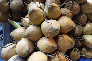 Uống nhiều nước dừa ngày nắng nóng có tốt cho sức khỏe không?