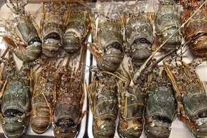 Cẩn trọng khi mua cua 'ngất', tôm hùm chết ngộp