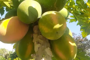 Loại trái cây được những người sống thọ nhất trên thế giới ăn thường xuyên