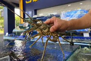 Trung Quốc đóng biên, giá tôm hùm xanh hạ nhiệt