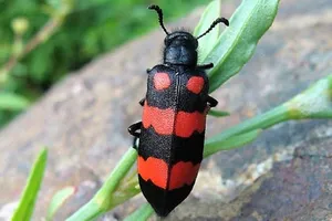 Vì sao sâu ban miêu độc mà nhiều người vẫn ăn?