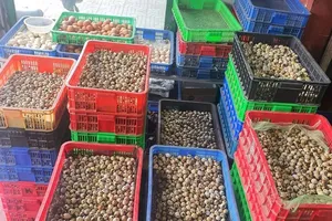 Nghịch lí trứng cút bán lẻ rẻ hơn trứng nhập tại trang trại