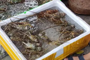 Vì sao tôm hùm bán lề đường chỉ có giá 200.000 đồng/kg?