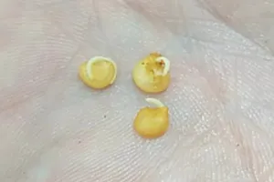 FamilyMart khẳng định: ấu trùng giòi mà khách phản ánh chính là hạt ớt