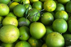 Mỗi ngày ăn một quả cam, điều gì sẽ xảy ra với sức khỏe của bạn?