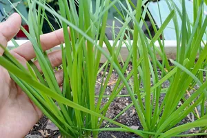 Để sống lâu hơn khi chiên trứng người Nhật hay dùng phụ gia này