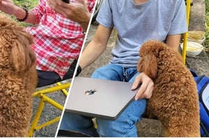 Nhiễm giun đũa chó mèo chỉ vì âu yếm ôm ấp chó mèo thường xuyên