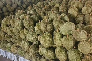 Hơn 200.000 đồng/kg, giá sầu riêng vẫn tăng nóng từng ngày