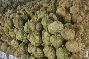 Giá sầu riêng bất ngờ giảm sâu nhưng vẫn ở mức cao