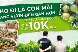 Cam sành rớt giá thảm, sàn thương mại tham gia giải cứu