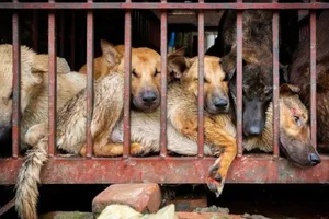 Ăn thịt chó từng cắn người liệu có an toàn không?