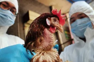 Làm gì để phòng chống cúm A H5N1?