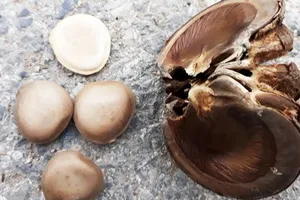 Vì sao hạt ngô đồng lại gây ngộ độc khi ăn?