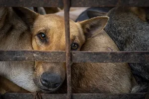 Độc đáo giải chạy trực tuyến nhằm phản đối nạn buôn bán chó mèo