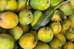 Bất ngờ giá bán xoài cổ Khánh Hòa trên chợ online