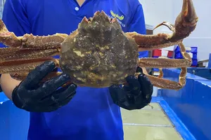 Làm sao để phân biệt cua tuyết và cua hoàng đế?