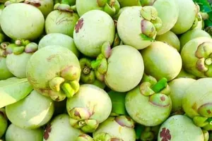 Sôi động thị trường măng cụt xanh làm gỏi gà