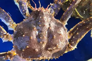 Giá cua hoàng đế tăng kỷ lục, người giàu cũng 'méo mặt'