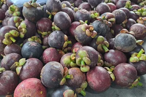 Vì sao măng cụt được coi là nữ hoàng trái cây?