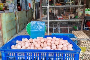 Giá trứng lao dốc, doanh nghiệp tìm đường xuất khẩu