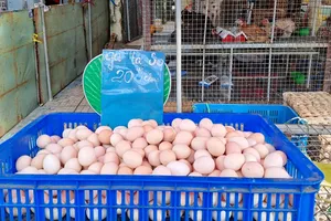 Giải mã lý do trứng gà so chỉ 20.000 đồng/chục rẻ hơn cả trứng gà công nghiệp