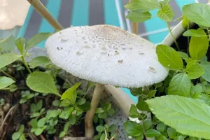 Những lầm tưởng khi phân biệt nấm độc và nấm thường