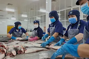 Loại cá đặc sản của Việt Nam có gì tốt mà Trung Quốc chi nghìn tỉ mỗi năm để mua ăn?