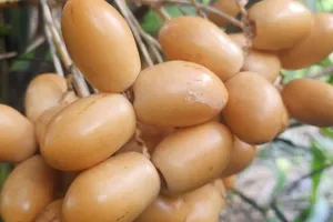 Gần 300 ngàn đồng/kg chà là tươi có tác dụng gì?