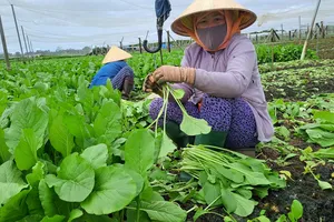 Giá rau củ về chợ thay đổi từng ngày